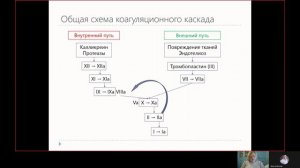 Фарма ВСЕ 9.1. Обзор физиологии и патологии гемостаза.mp4