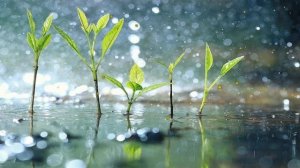 Капли дождя • Расслабляющая фортепианная музыка со звуками тропического дождя для сна