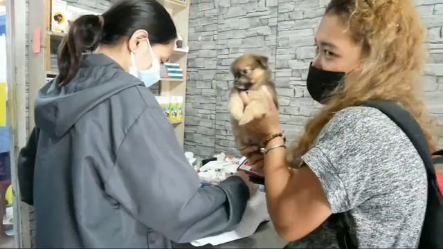 CUTE CHIHUAHUA PUPPIES смотреть онлайн