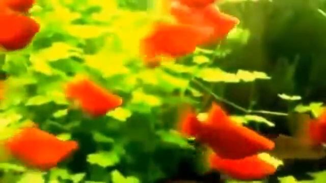 Ярко - красные пецилии. смотреть онлайн