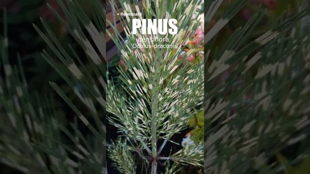 Пинус денсифлора 'Окулюс-драконис' (Pinus densiflora 'Oculus-draconis')