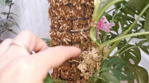 Монстера адансони увеличивает лист на опоре