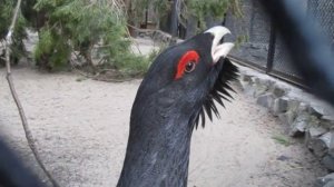 Глухарь поёт два