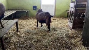 Окот высокоудойной козы Дуни?Первое доение КОЗЫ после ОКОТА ?