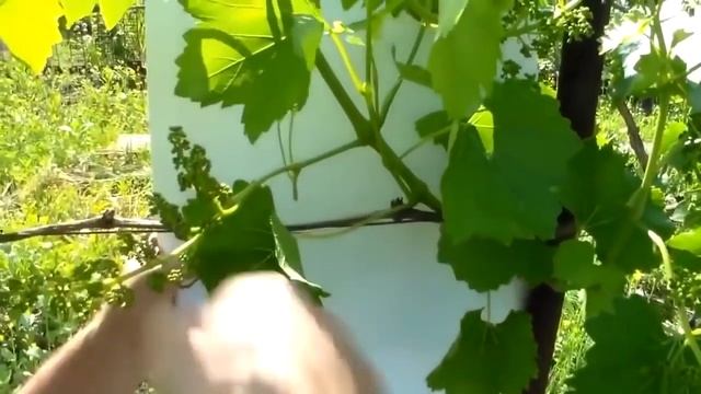 Пасынкование виноградных кустов. смотреть онлайн
