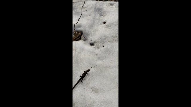 Первые весенние ящерицы смотреть онлайн