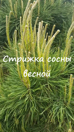 Стрижка сосны весной.