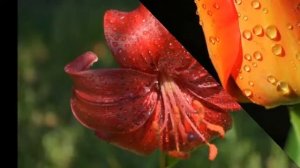 Роса на цветах