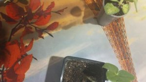 Пеларгония Плющелистная. Burgundy Blaze. черная ножка.