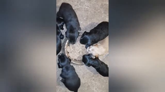 как правильно начать прикорм щенков. Щенки спаниеля. От 1дня до месяца.Конная база Полуботки смотреть онлайн