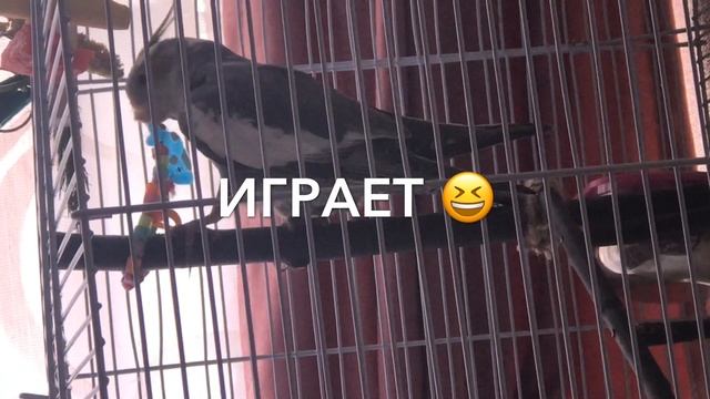ПОПУГАЙ  1 ДЕНЬ ДОМА/АДАПТАЦИЯ/КОРЕЛЛА КИКИ