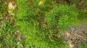 Juniperus chinensis 'Plumosa Aurea' jalovec čínský