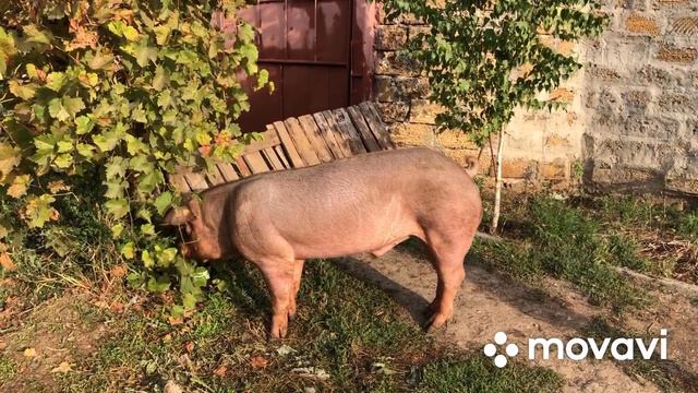 Опорос КБ смотреть онлайн