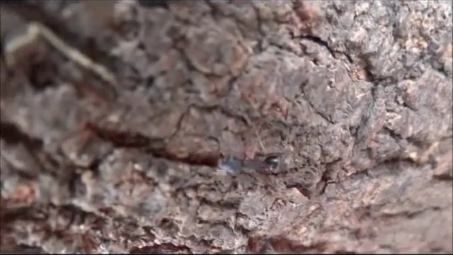 A short video clip on nature..taken using SONY DSC HX100V смотреть онлайн