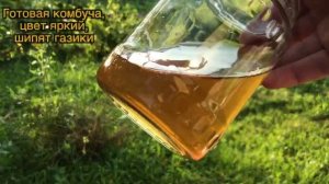 ЧАЙНЫЙ ГРИБ ИНСТРУКЦИЯ, КАК УХАЖИВАТЬ, СЕКРЕТЫ ПРИГОТОВЛЕНИЯ, КОМБУЧА, КАК ГОТОВИТЬ