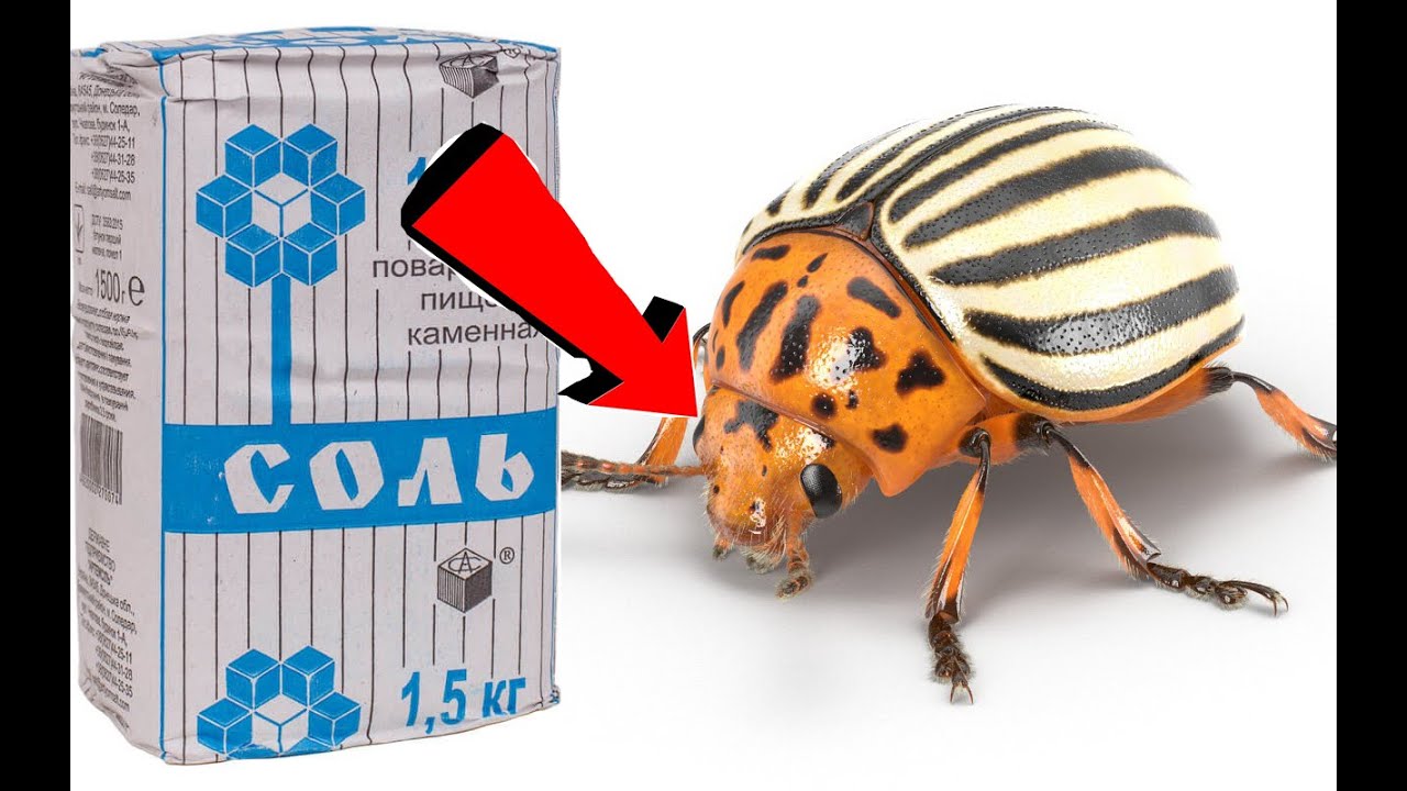 Как избавиться от колорадского жука за 5 секунд!. смотреть онлайн