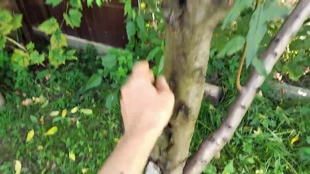 Персик Canadian Harmony ( Канадиан Хармони ), канадской селекции, морозоустойчивый. смотреть онлайн