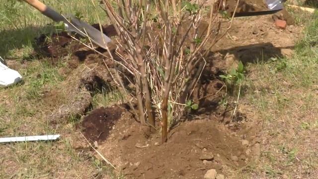 "Семейное дерево" от ЕВРАЗа смотреть онлайн