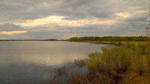 Добыть большой трофей . Охота на медведя с лайками .