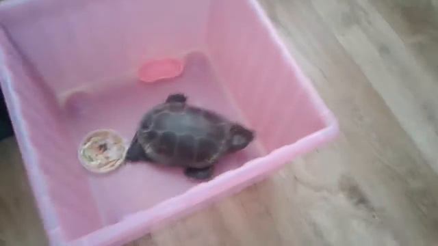 Черепаха Муся! Первое видео Даны! смотреть онлайн