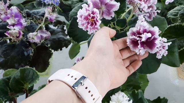 Фиалки НОВИНКИ моей коллекции на 2022 год смотреть онлайн