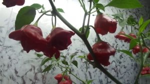 ОСТРЫЙ ПЕРЕЦ КОЛОКОЛЬЧИК. ВИДЕООБЗОР. Ольга Чернова.