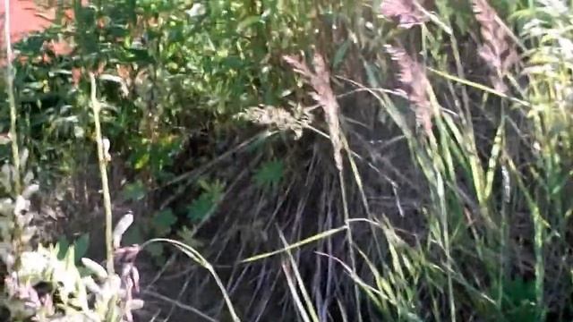 13. Погреб-блиндаж на моей даче. История моей семьи. смотреть онлайн