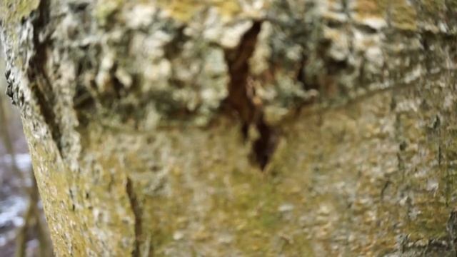 Sony NEX-6 vlog 13 смотреть онлайн