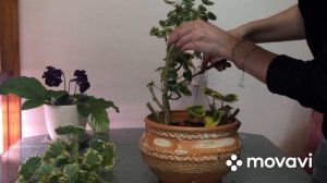 Обрезка ПЕЛАРГОНИИ под пень. Готовим к ВЕСНЕ куст. Пестролистная герань.