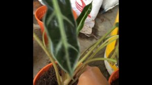 Cara Memperbanyak Alocasia Bambino Arrow, Propagate Alocasia Bambino Arrow.