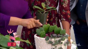 Plants with Heart Shaped Leaves and Flowers