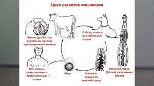 Многообразие ленточных червей (широкий лентец, эхинококк, ремнец и другие)