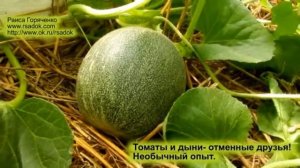 Томаты и дыни  отменные друзья! Необычный опыт