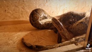 тигровый питон ест кролика