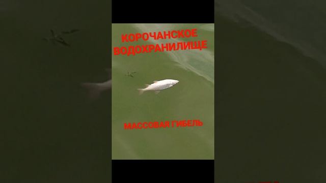 КОРОЧАНСКОЕ ВОДОХРАНИЛИЩЕ ,МАССОВАЯ ГИБЕЛЬ РЫБЫ!!!!