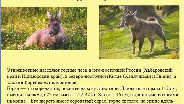 Онлайн-лагерь "Дружба наук" II Красная книга России смотреть онлайн