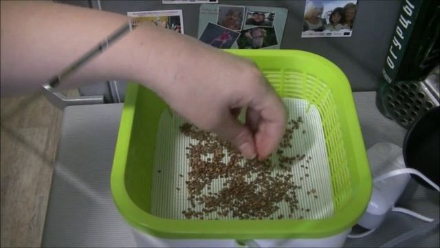 Выращиваем микрозелень за неделю // Здоровья КЛАД #2 смотреть онлайн