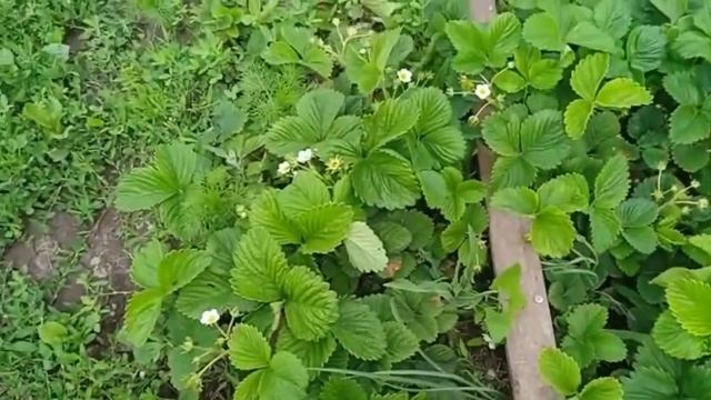 Способы стимулирования кур,как заставить курицу сесть на яйцо. смотреть онлайн