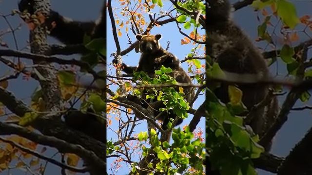 Забавные кенгуру покорители деревьев