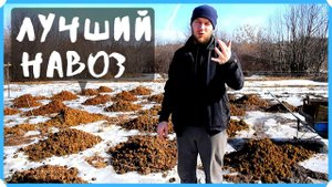 Быстрее вожу золотой навоз на огород. Боюсь что нам не останется, раскупают как пирожки