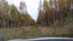 СБОР ГРИБОВ И ЯГОД В СИБИРИ