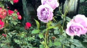 Уход за розами в сентябре.Цветение роз в начале осени в Подмосковье ч2