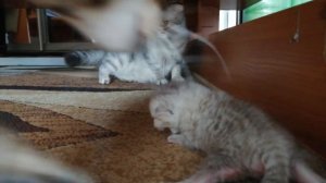 Кошка мать защитила своего ребёнка котенка  Mother protected her baby kitten 고양이 어머니는 그녀의 아기 고양이를 보