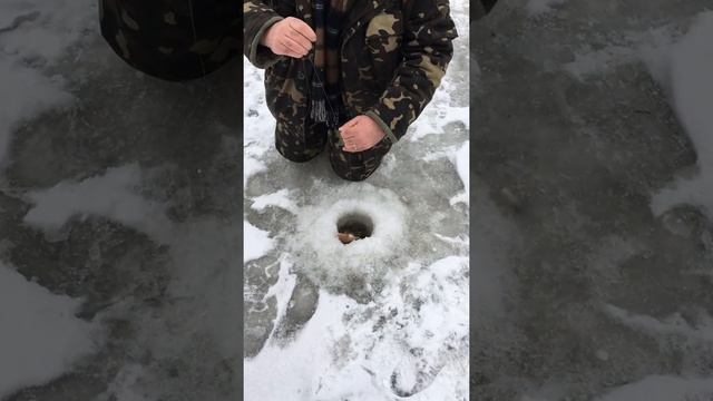 Стерлядь зимой на блесну смотреть онлайн