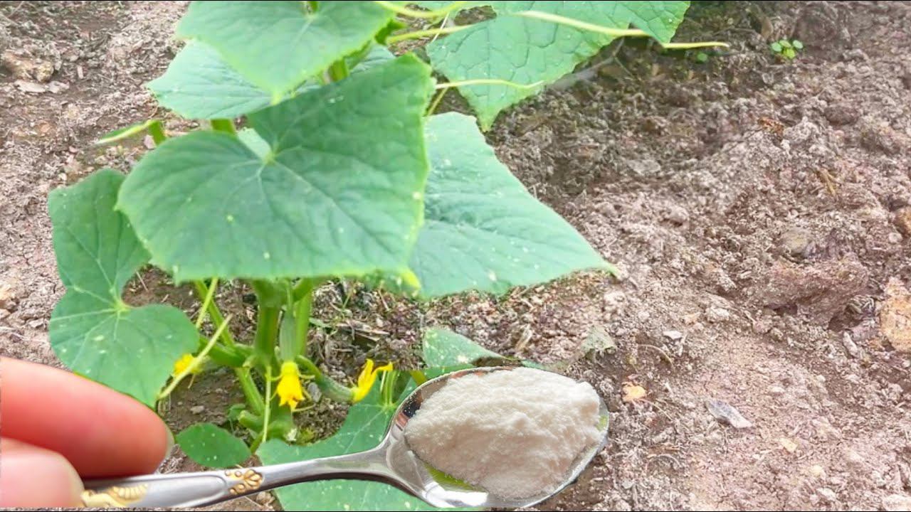 Даже дохлые и хилые огурцы, перцы, томаты вмиг пойдут в рост и не будут болеть, если польете этим! смотреть онлайн