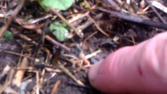 природосообразное земледелие.Восстановление плодородия почвы.Часть 6
