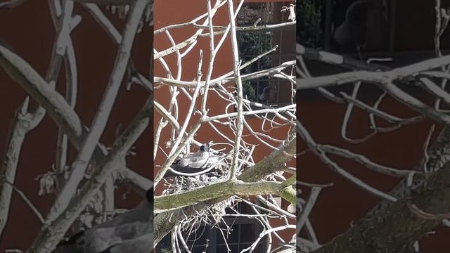 гнездо  серой вороны смотреть онлайн