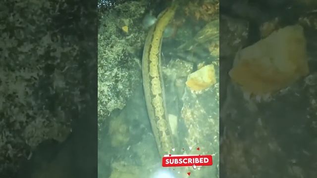 поймать рыбу угря #Shorts смотреть онлайн