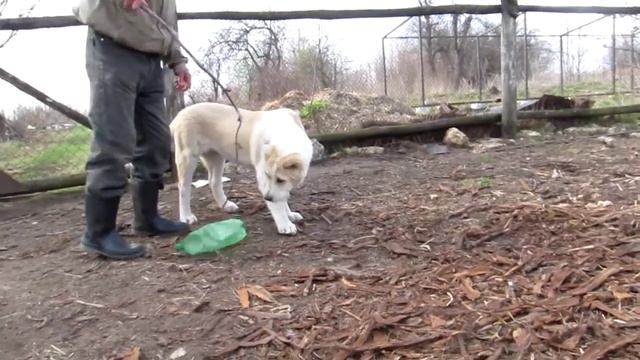 щенки от Чепас Кеннел Реги и Туркмен Кала Райдаш смотреть онлайн