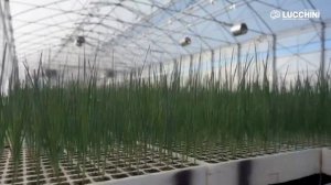 Lucchini - теплицы для фермеров